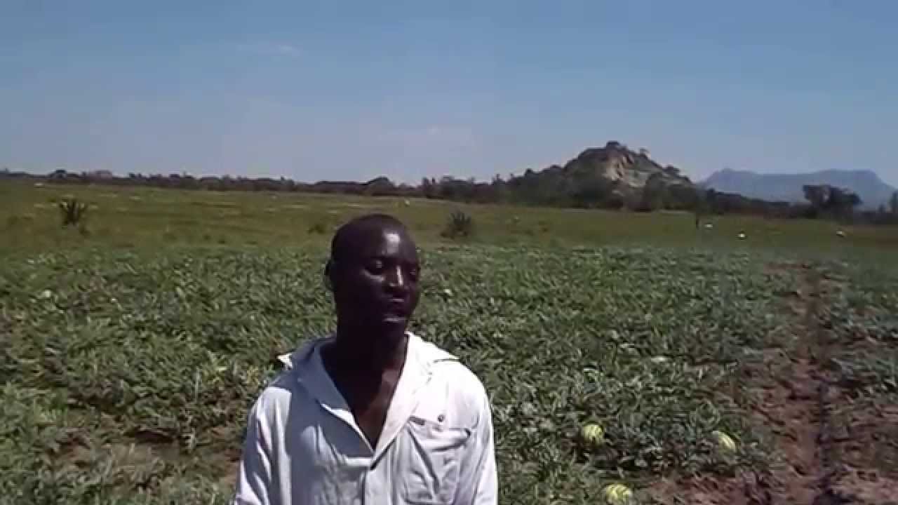 Riyalistic Agrimax on Watermelons (Sukari F1) Homa Bay County