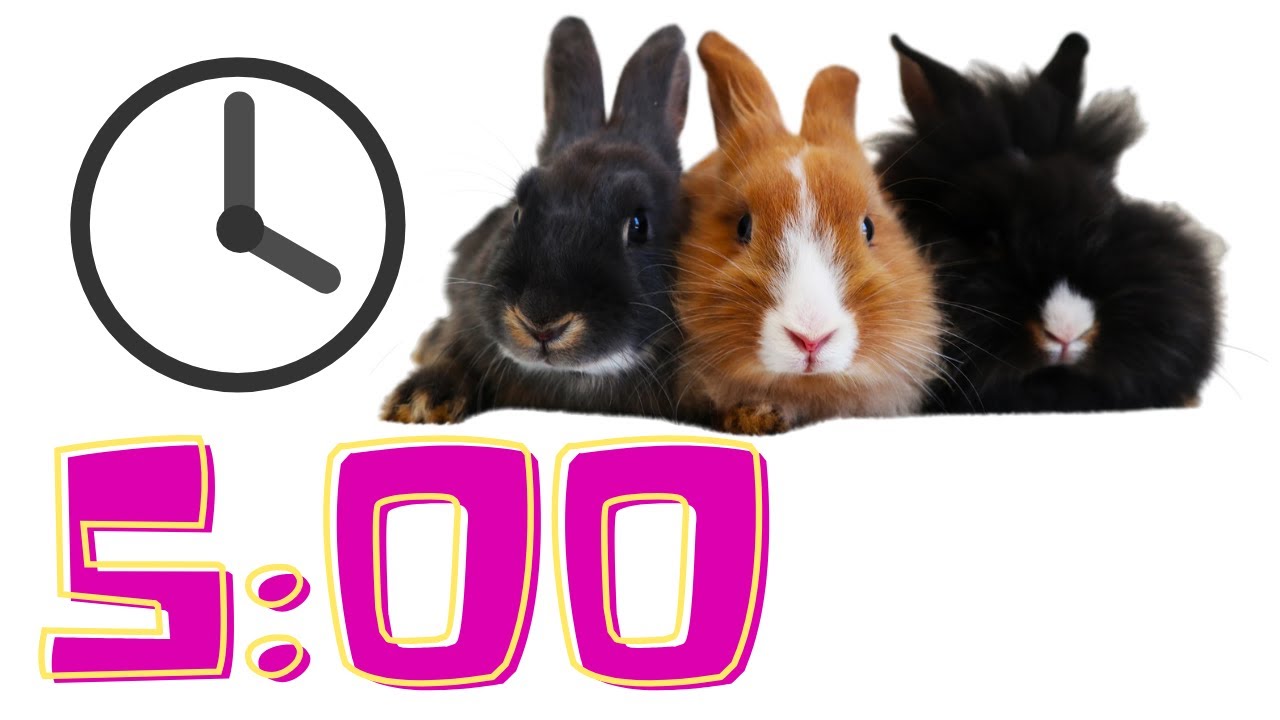 5 Minute Timer | Adorable Rabbits 🐰