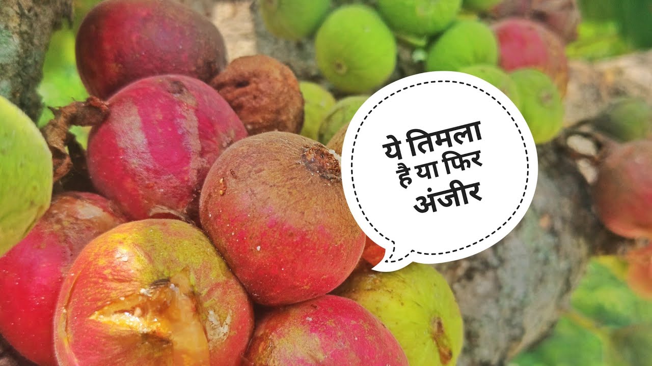 क्या तिमला और अंजीर एक ही है?||तिमला||अंजीर||Pahadi Fruits||Prakash Goswami||Pahadi Prakash Goswami