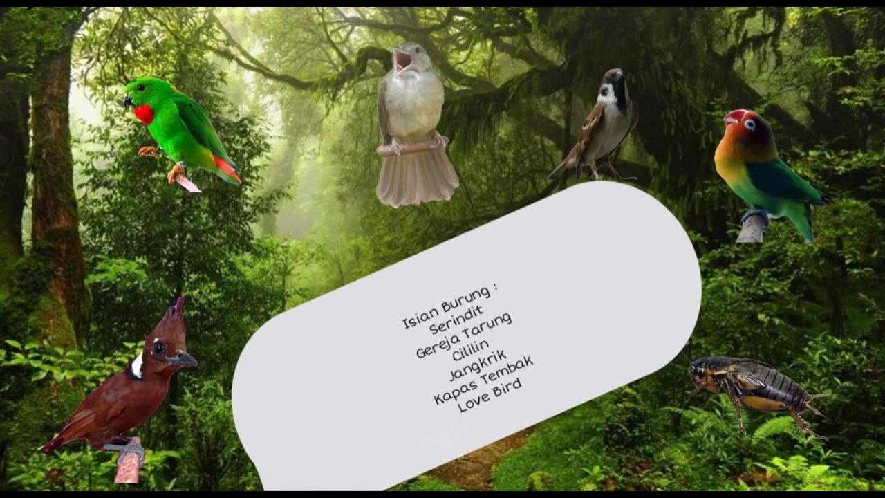 SUARA BURUNG GEREJA , SERINDIT, CILILIN, JANGKRIK, KAPAS TEMBAK, LOVEBIRD/MASTERAN MURAI BATU AMPUH