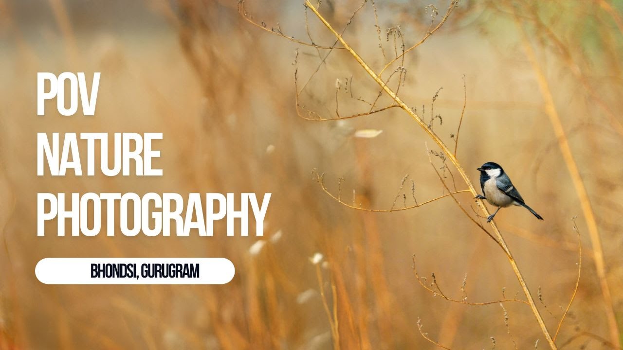 POV Nature Photography: Bhondsi, Gurugram
