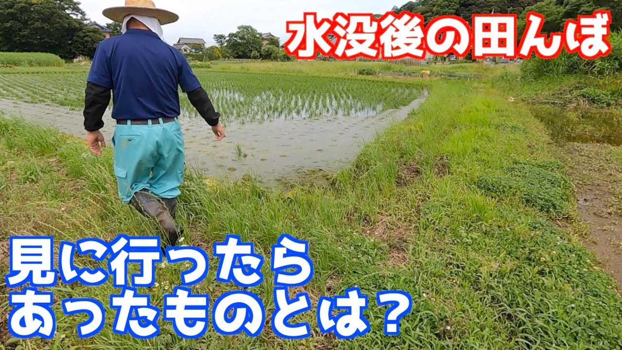 水没後の田んぼでアオミドロが大量発生！
