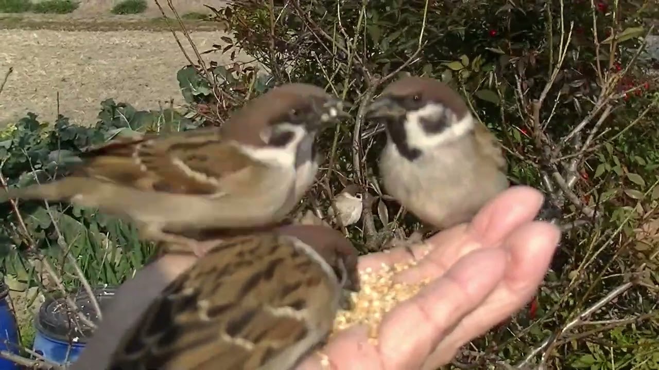 餌を貰いに手の上に飛んで来る雀達 20260124 5（帰り道）