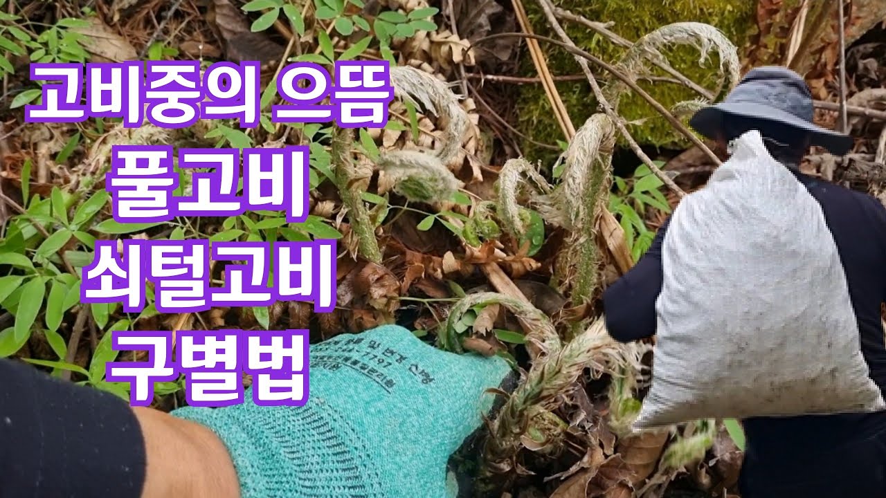 고비중에 으뜸인 쇠털고비와 풀고비를 알려드림니다