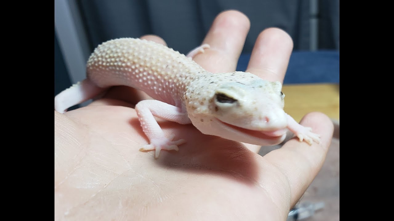 Blind Leopard Gecko Opens Her Eyes On Camera!! (Eye Care)