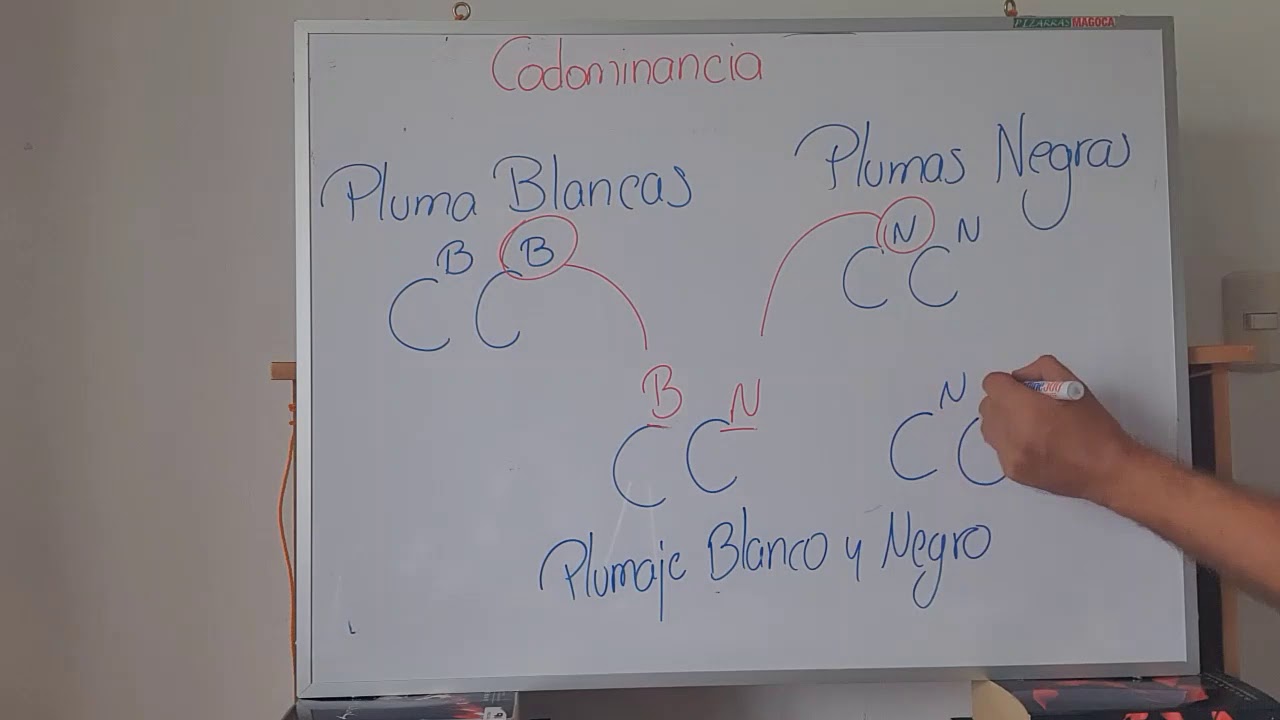 Ejemplos de codominancia