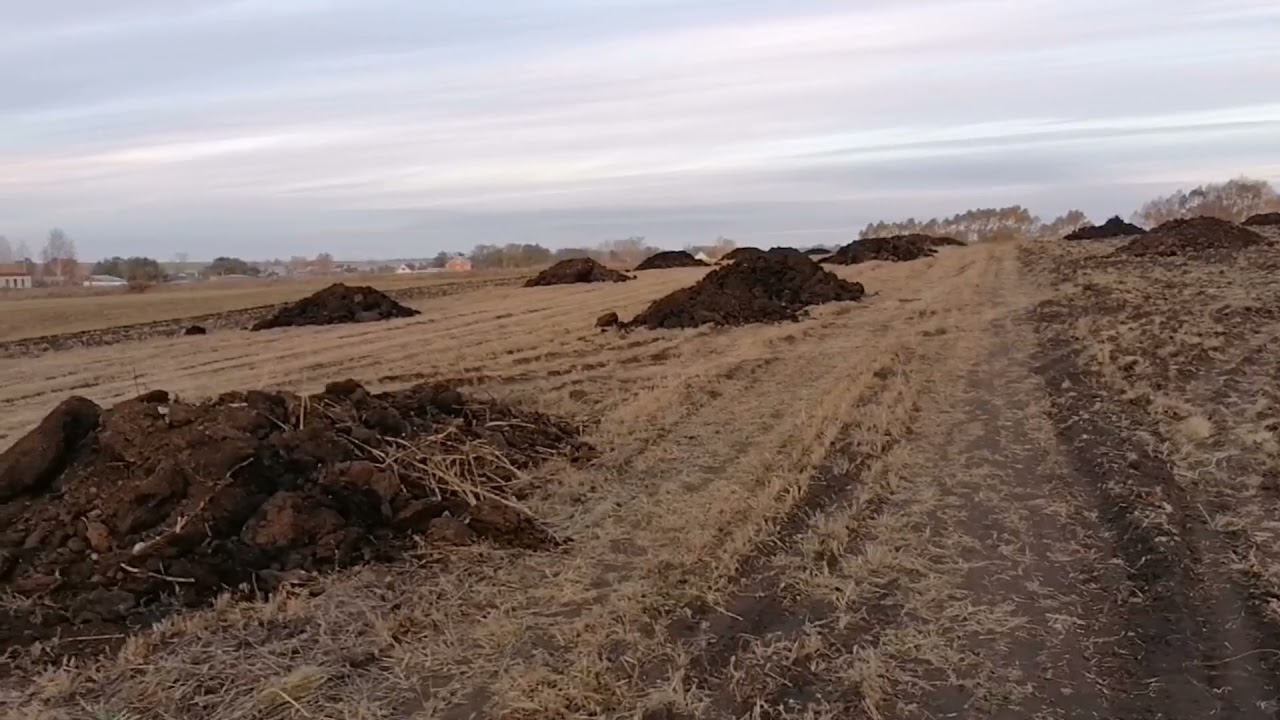 Есть ли польза от навоза.