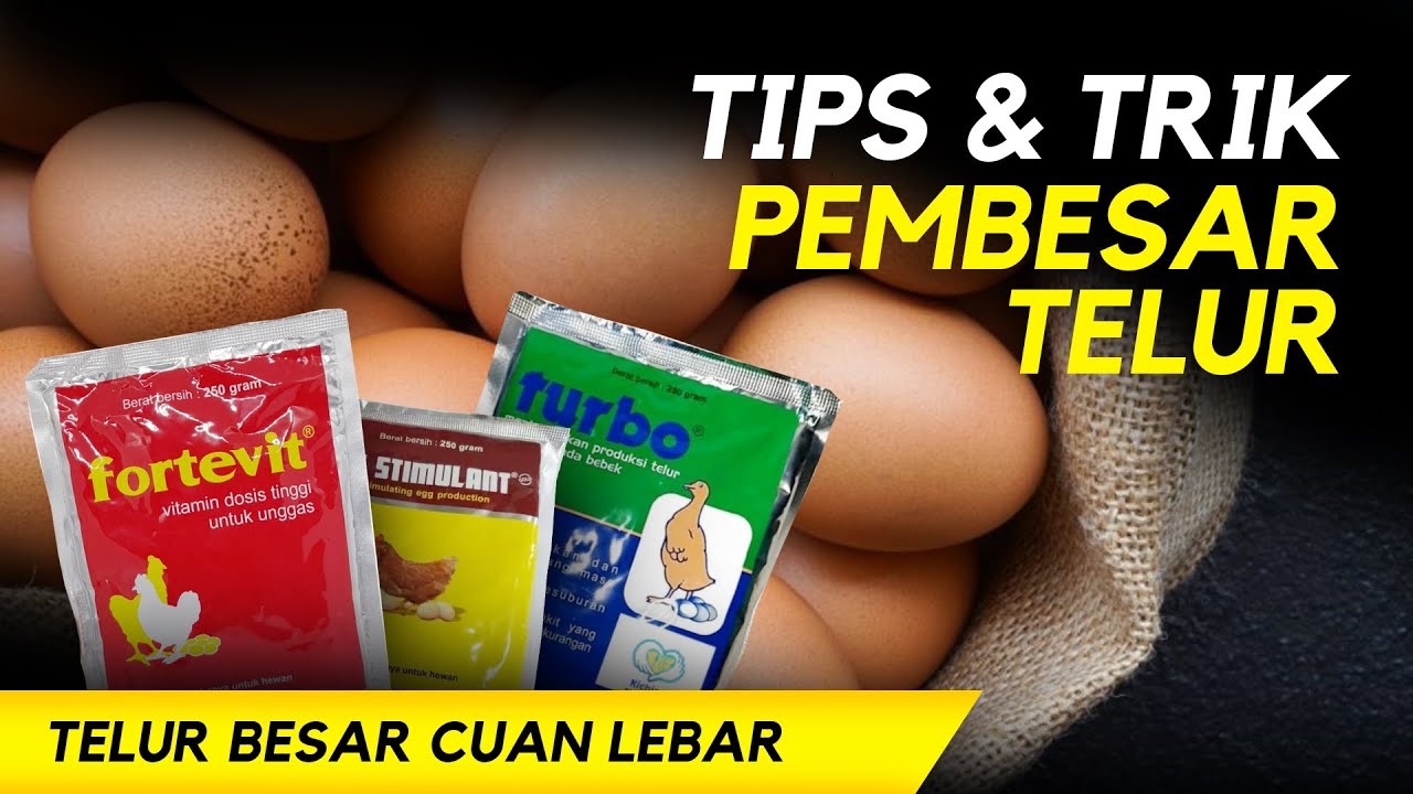 TIPS & TRIK MEMPERBESAR TELUR |MENJAWAB PERTANYAAN TENTANG CARA MEMBESARKAN TELUR