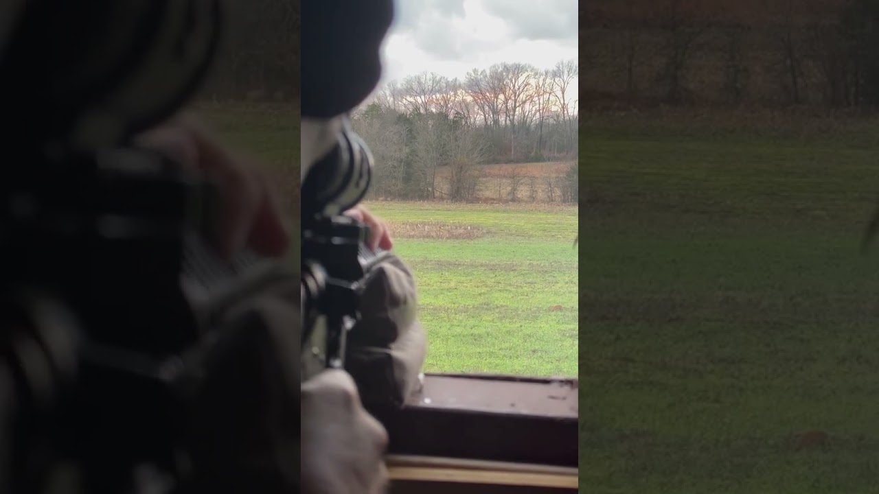 6arc 108eldm for deer not great bud does the job #deerhunting #6arc #hornady