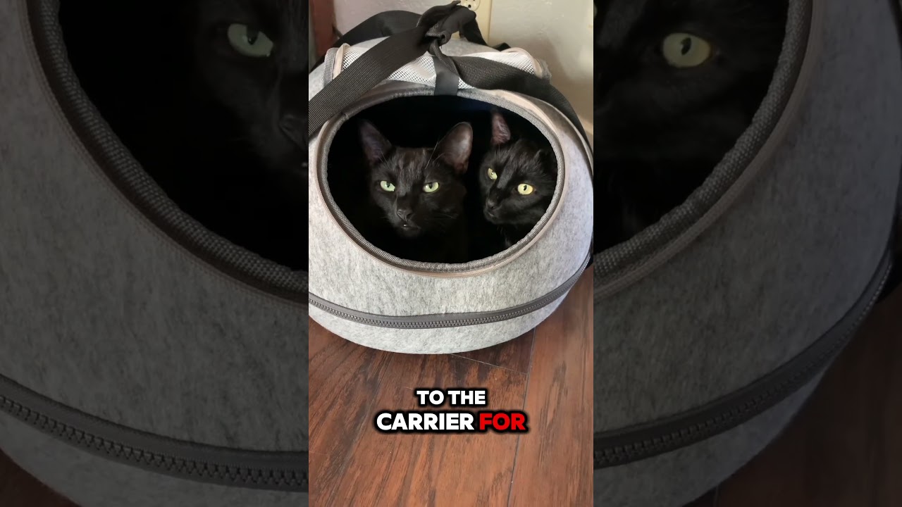 Moving With Cats | Two Crazy Cat Ladies 