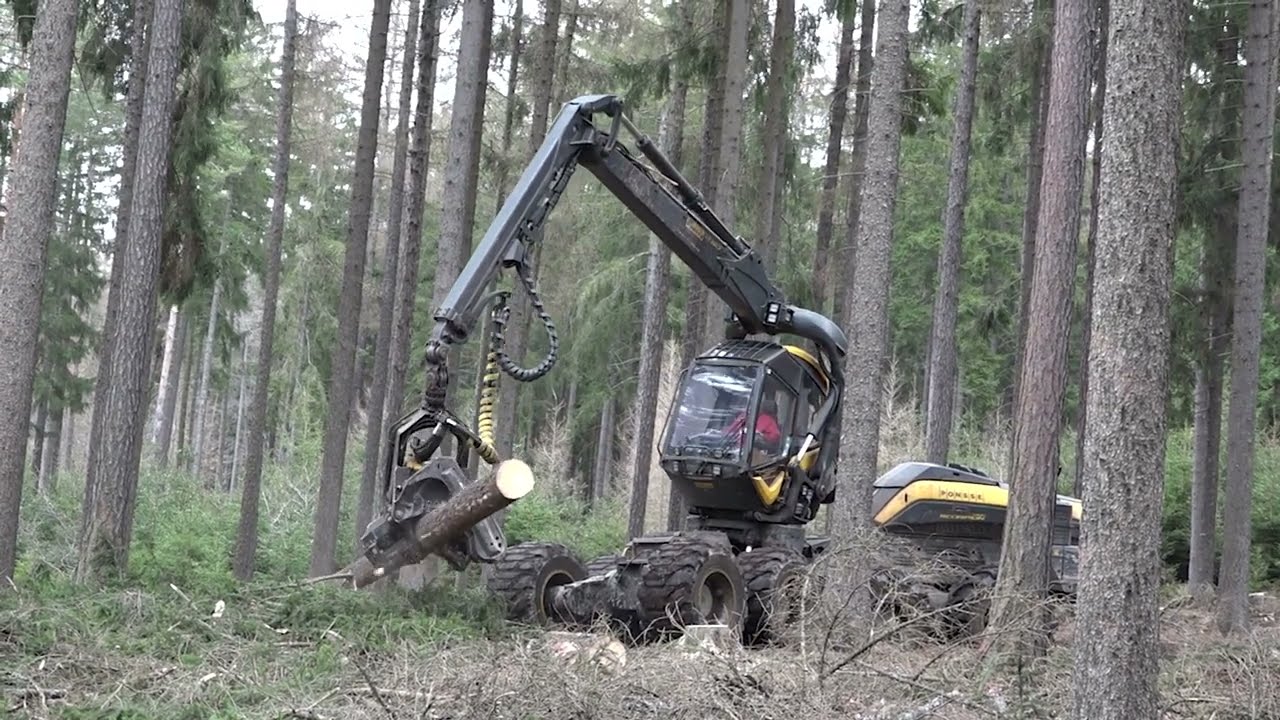 K&aacute;cen&iacute; stromu a zpracov&aacute;n&iacute; harvestorem