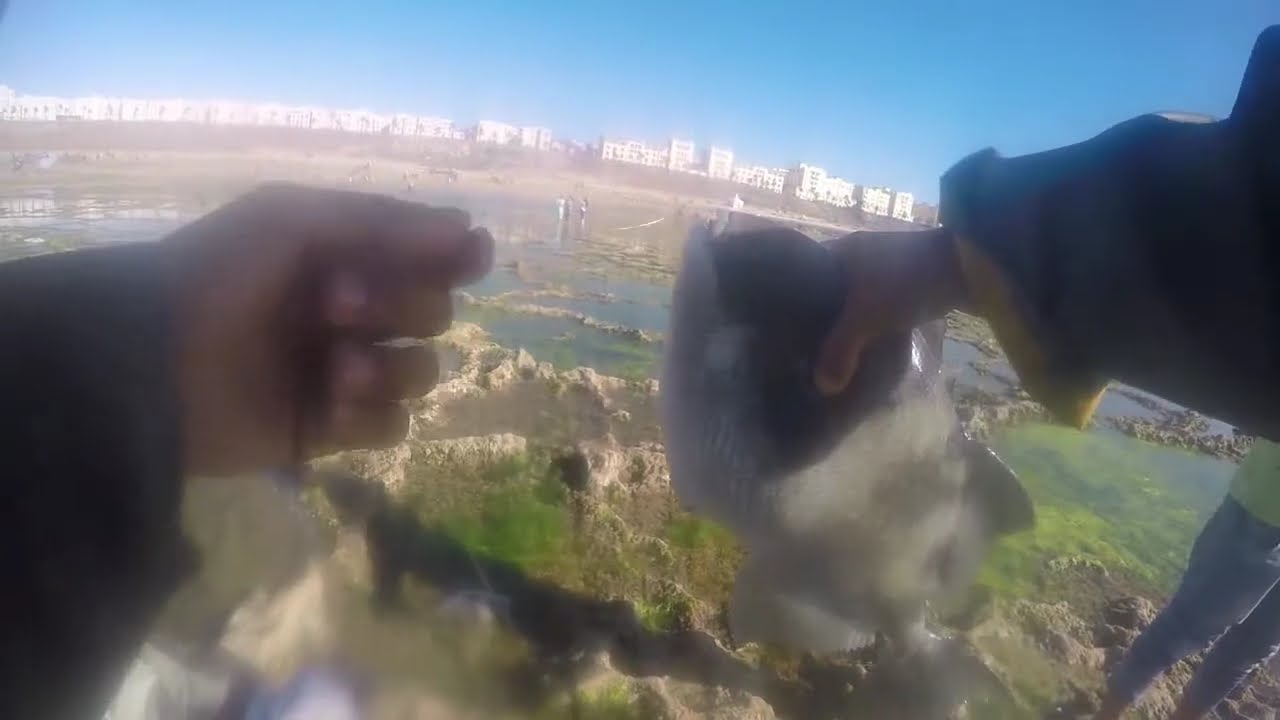 صيد سمكة الديب أو الحلوف من الحجم الكبير  تقنية السورفكاستينغ XL طعم السردين مع طريقة التطعيم