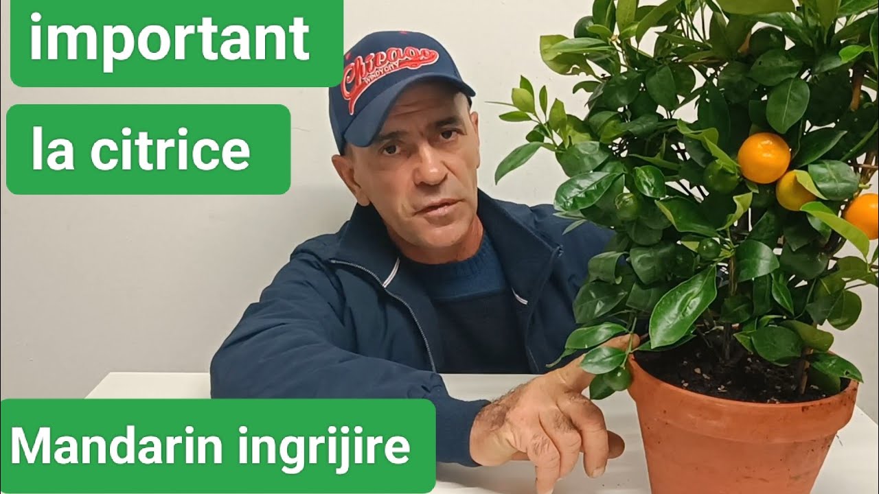 Ghid de Ingrijire Citrice (lamai, mandarin, portocal, lime)