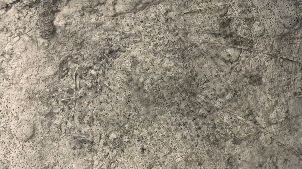 Markus Guentner - Wall Of Thorns