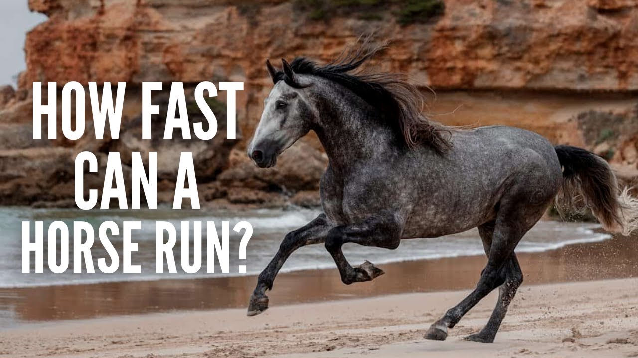 How Fast can a Horse Run?