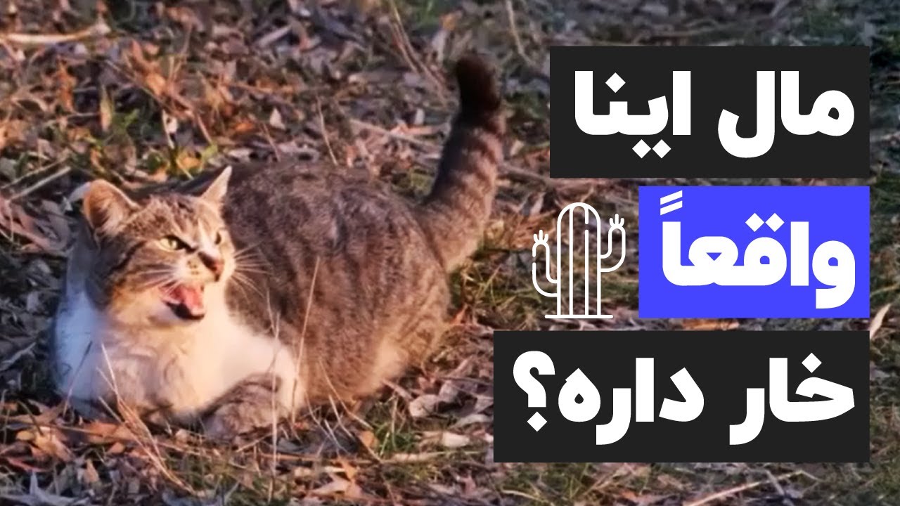 ✖️🐈😱 گربه های نر و حقایق عجیبی که در موردشون نمیدونین