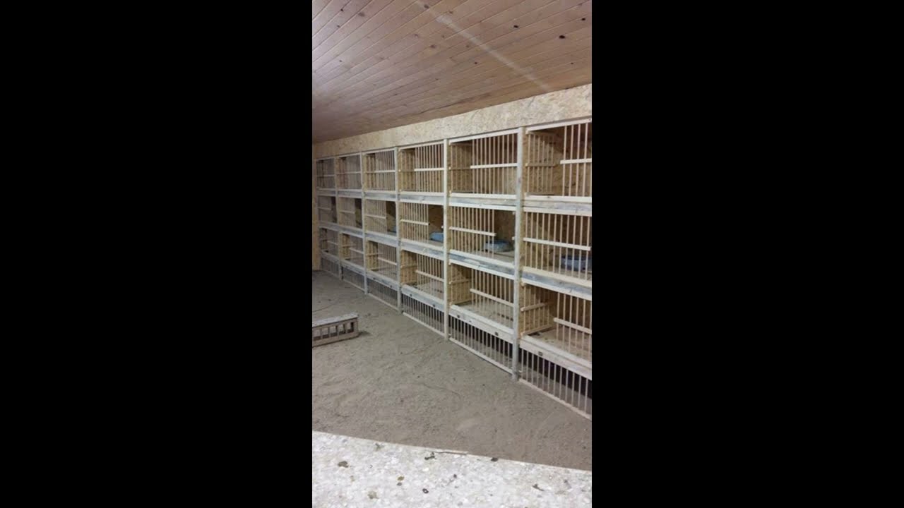health guide for racing pigeons get the facts