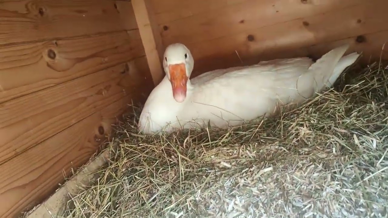 Een nest voor de ganzen; dat wordt spannend!