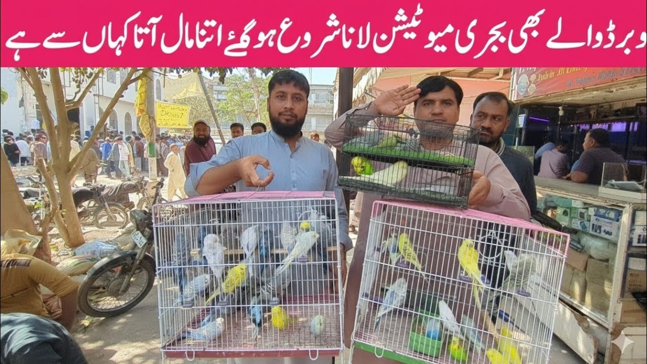 Birds Market Lalukhet Sunday Video Latest Update 22-2-26 | Market se Maal Dekh k Kharden Ahtiyat kre