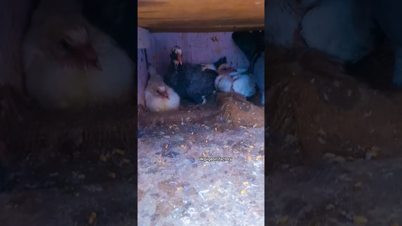 UK pigeon factory # cute baby #pigeon
