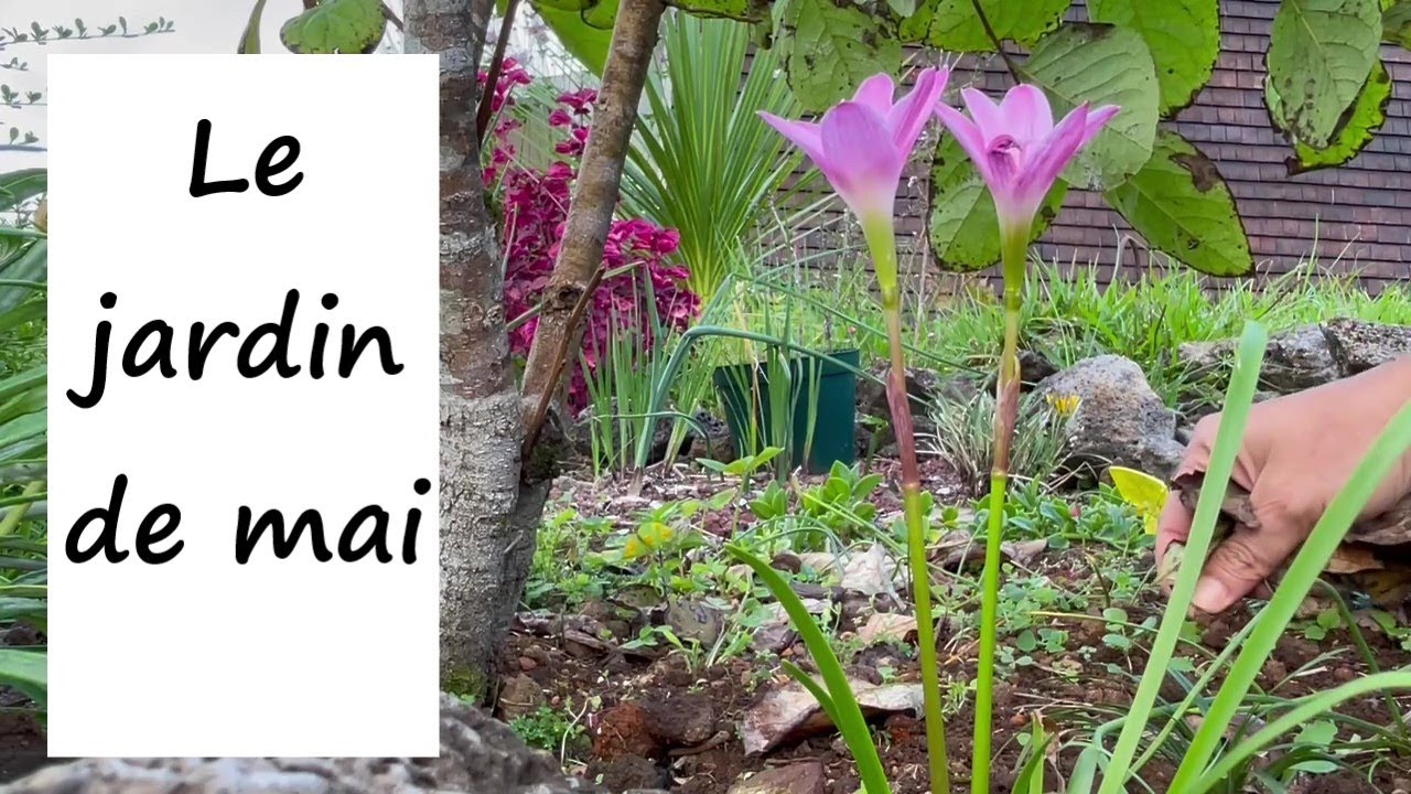 Mai: Le jardin à l'intersaison / anémone du Japon et cerisier du Brésil en fleurs