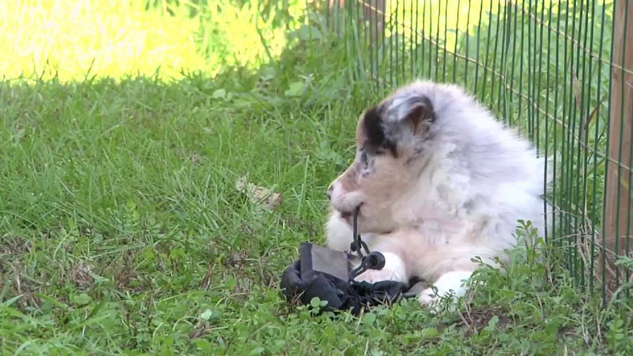 Cuccioli Australian Shepherd - Allevamento Lungo Sentiero