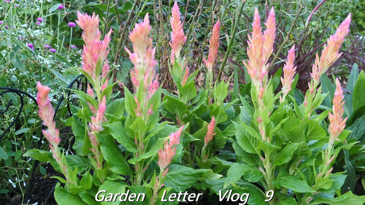 Garden Letter Vlog  ９            猫のダイと10月初旬の庭の様子　春庭用の種蒔き　ユニークなヒオウギの実を生けてみる