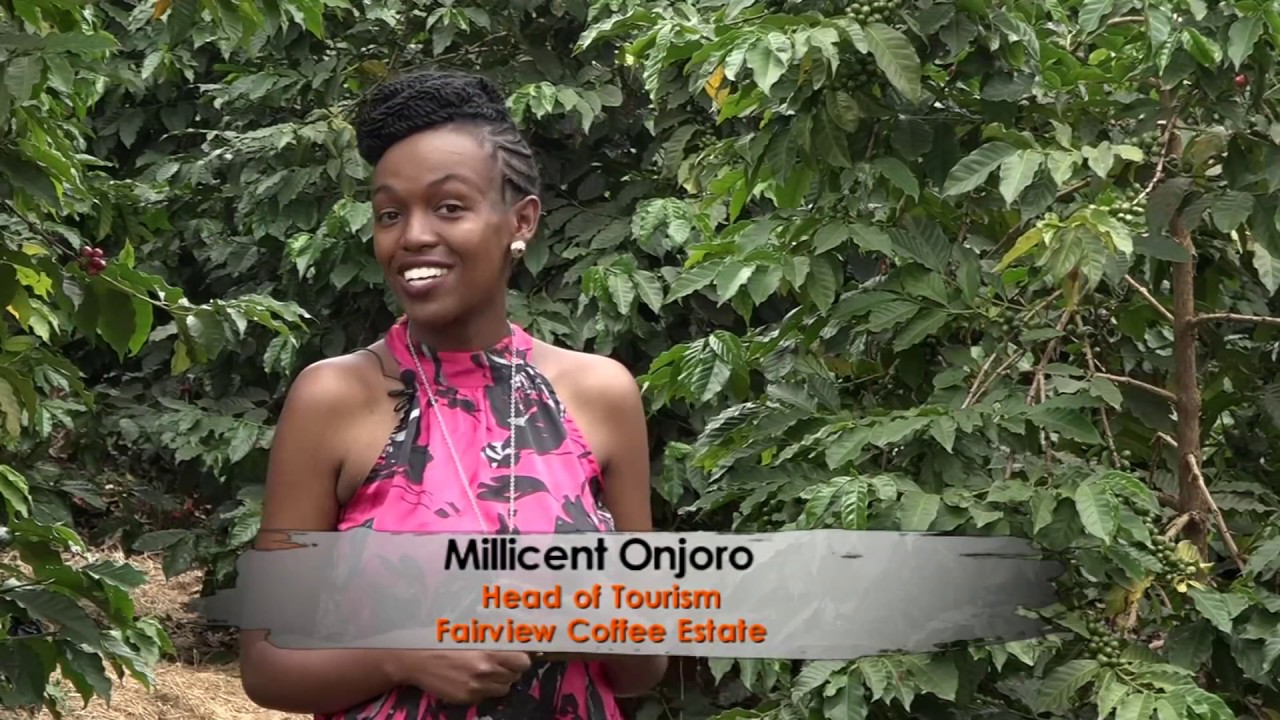 Kenya Coffee: From the Farm to Your Mug
