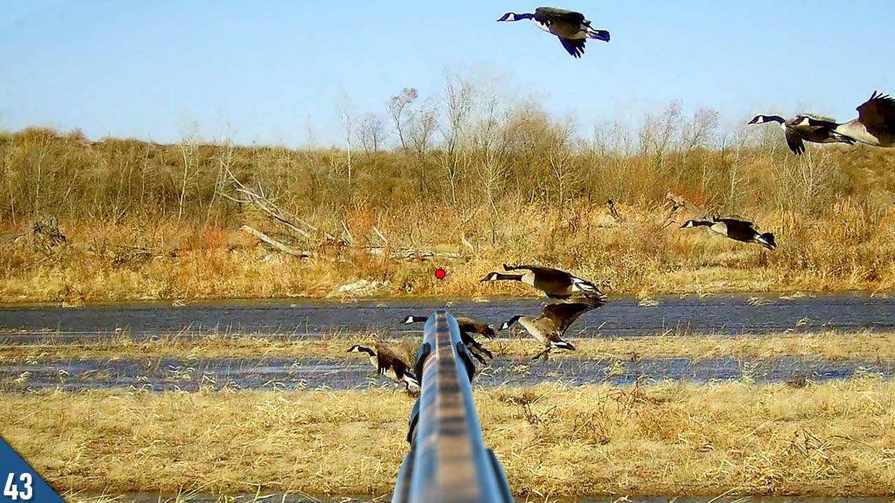 WIND Got the GEESE In! (Limited Out) | SOLO Duck and Goose Hunt