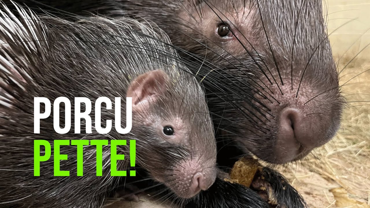 Porcu-pette Runt Gets Extra Care