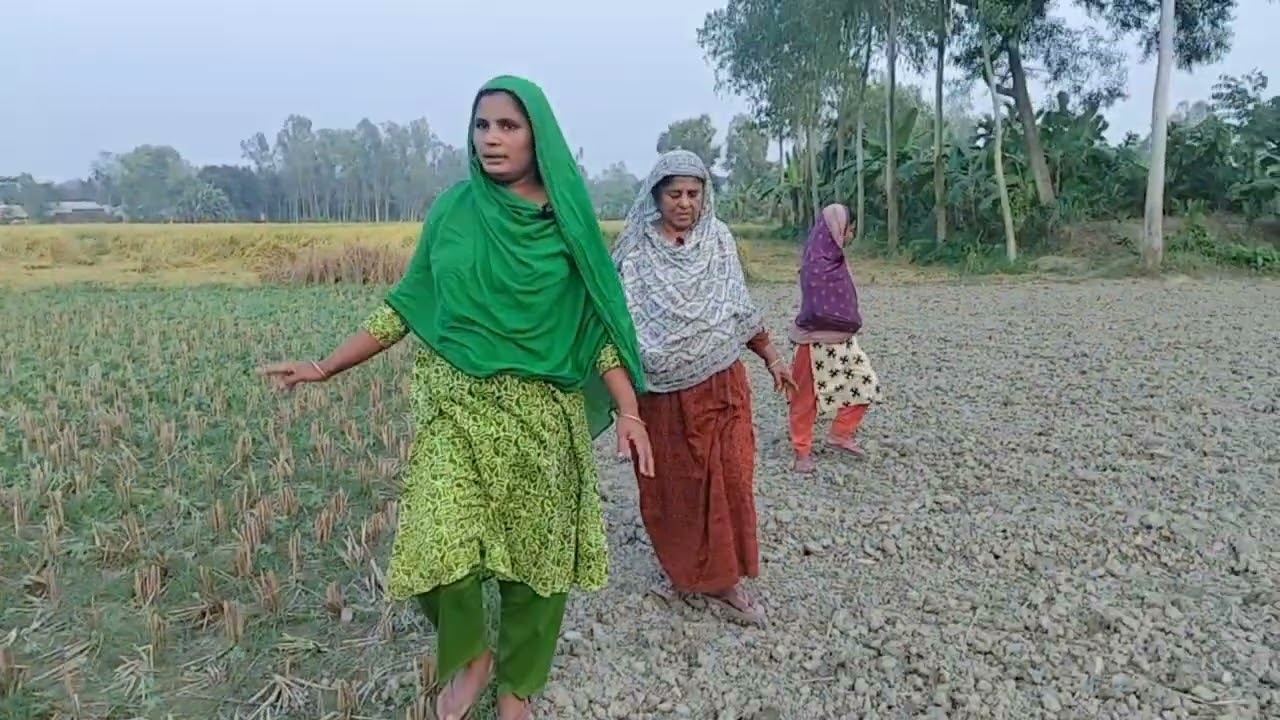 আজকে ধান খেতে ঘুরে দেখলাম ধান কাটা হচ্ছে পাশাপাশি গিয়েছিলাম লেবু খেত থেকে লেবু ছিড়ে আনলাম#afroza