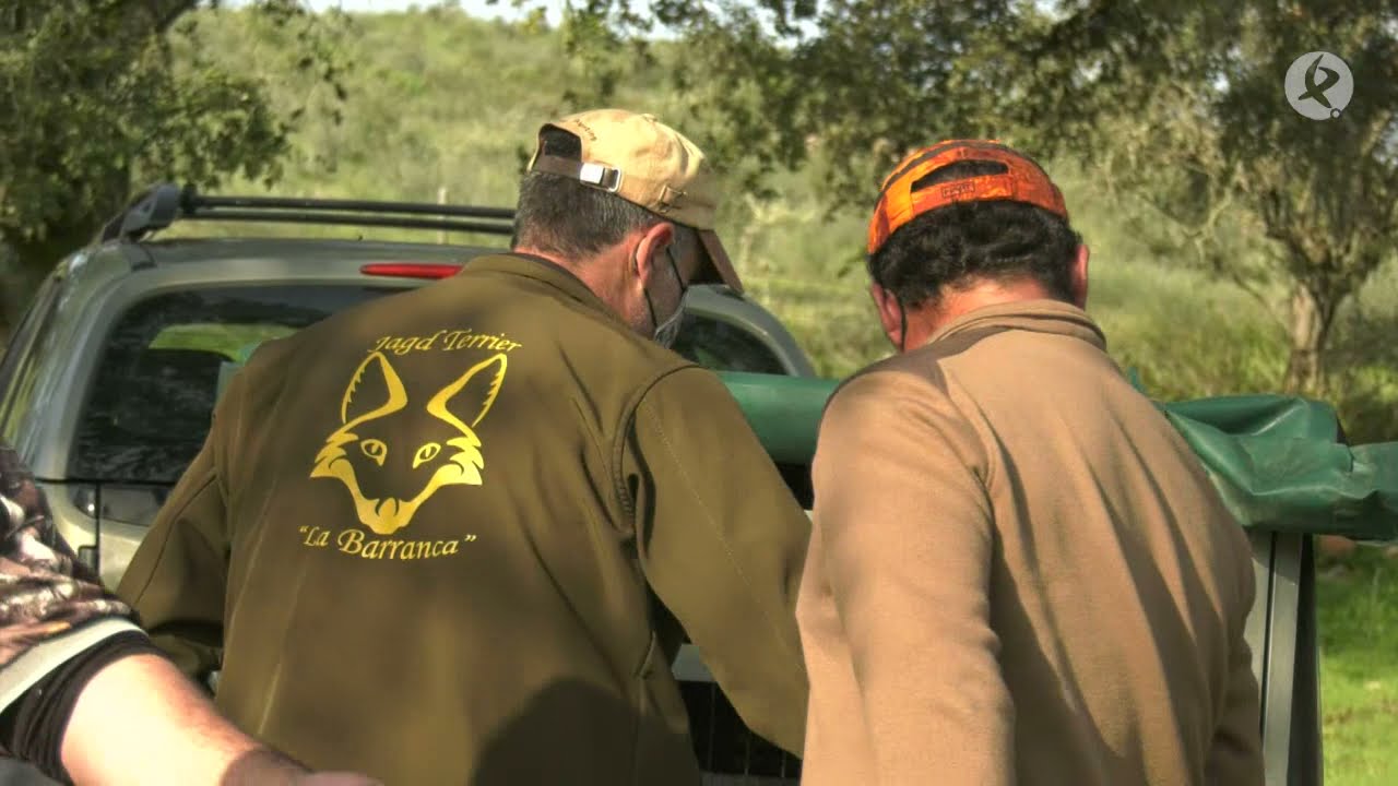 Tras las raposas con jagd terrier | Cazadores de lances