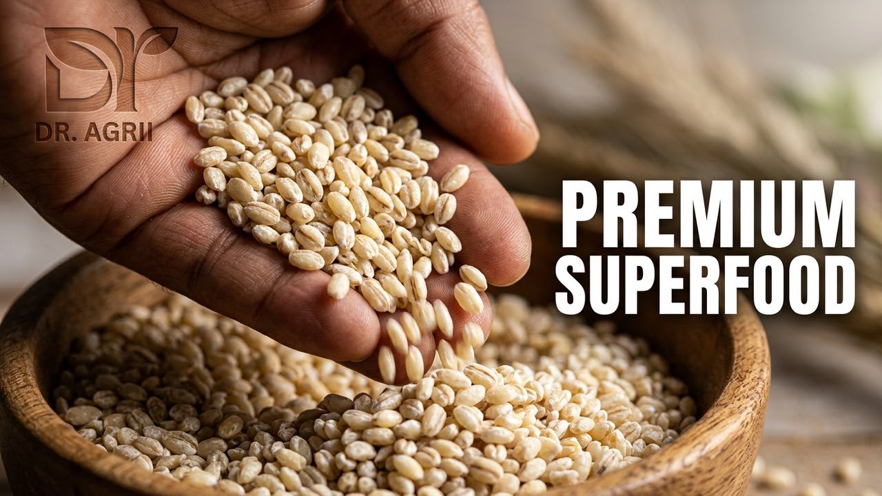 "Pearl Barley: High-Quality Nutrition & Health Benefits" 