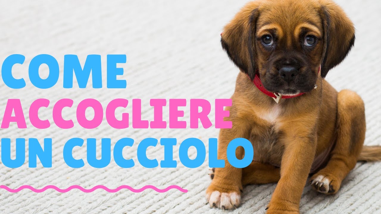 COME ACCOGLIERE UN CUCCIOLO NELLA NUOVA CASA