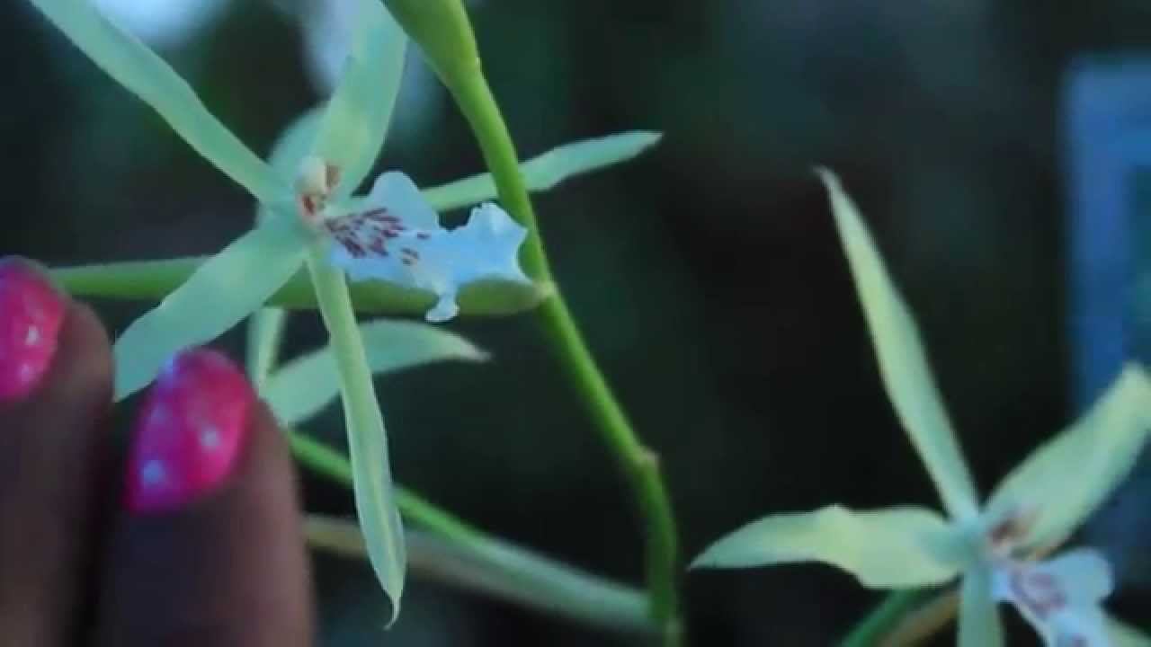 HOW ORCHID SAP DESTROY BLOOMS