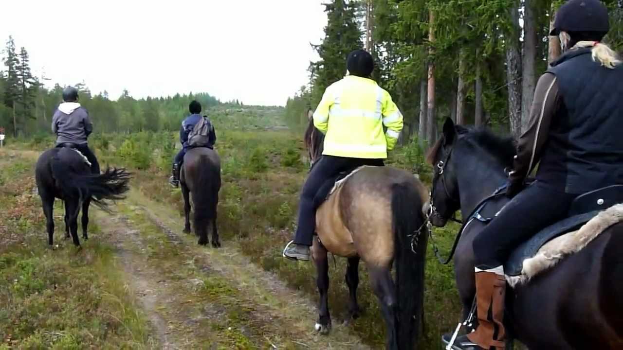 Ausritt mit Galopp und Elch in Schweden