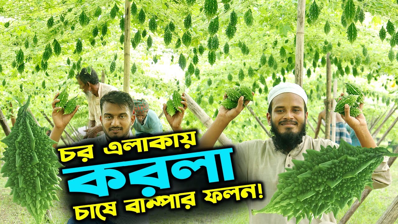 চর এলাকায় হাইব্রিড করলা চাষে লাখ টাকা আয় মাওলানা মারুফের | উদ্যোক্তার খোঁজে