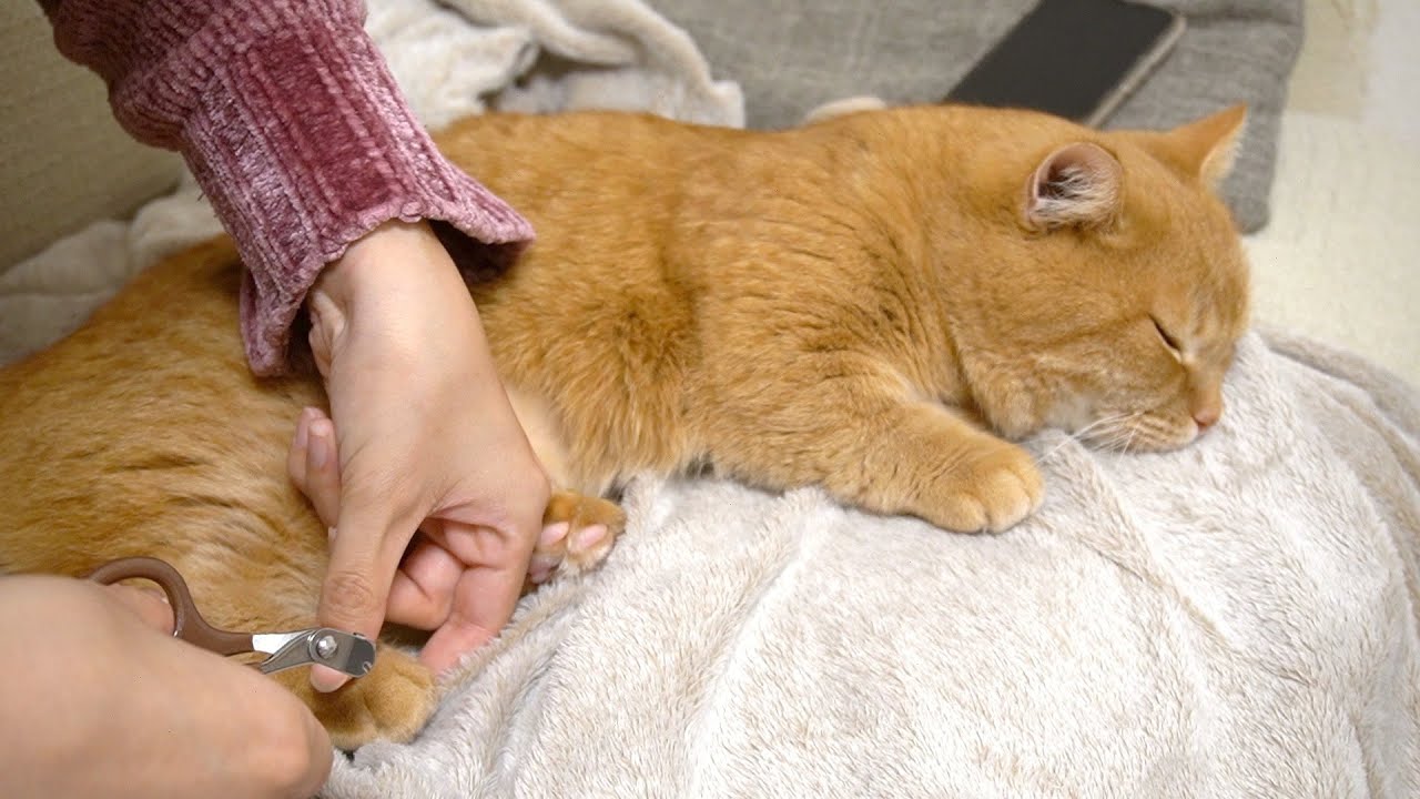 顔色ひとつ変えずに静かに怒りをぶつけてくるタイプの猫-A cat that gets angry quietly-