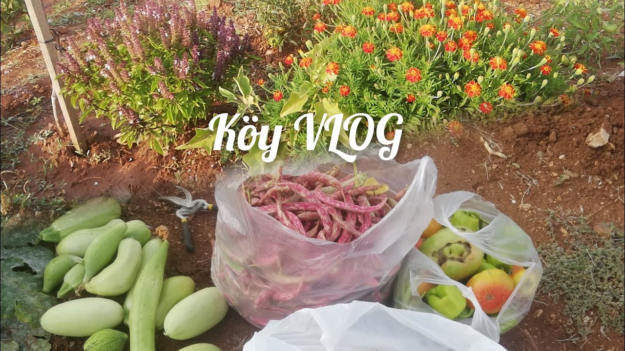 Ege de bir köy Denizli tavas ulukent hobi bahçesi Garden Tour hasat zamanı kabak börülce