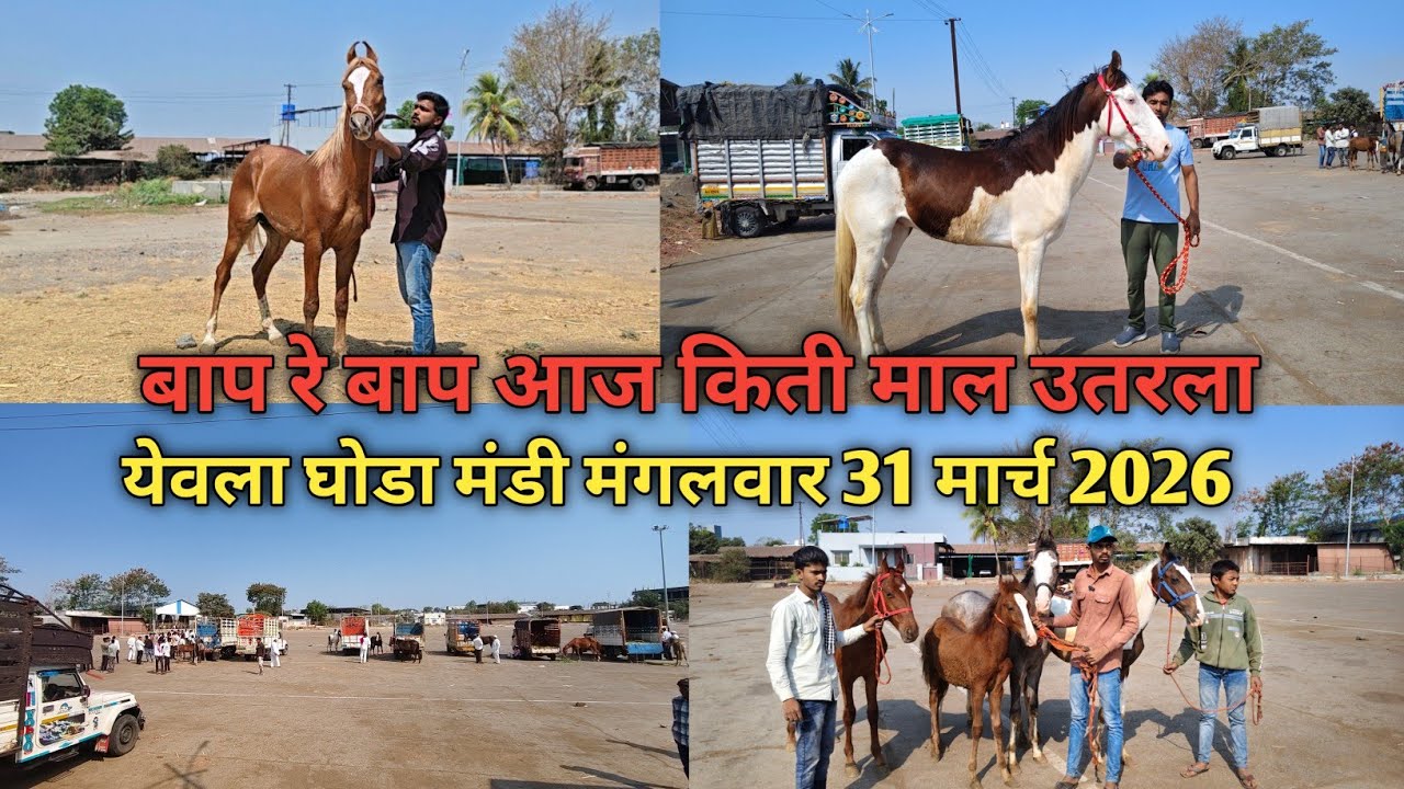 Oh my God, how many goods were sold today in Yeola Ghoda Market, Tuesday 31st March 2026, a huge market today. 