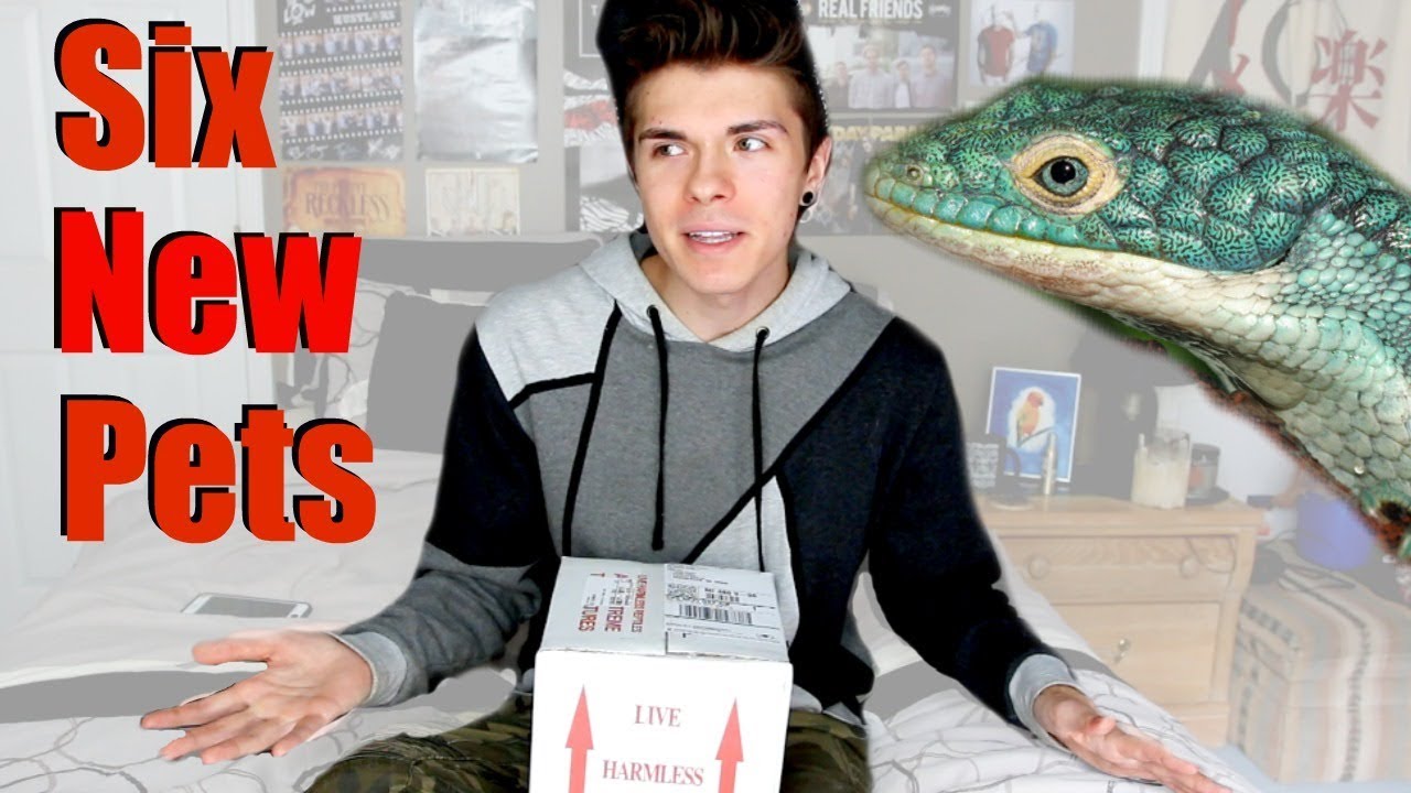 Unboxing Abronia Lizards! - I Got 6 New Pets