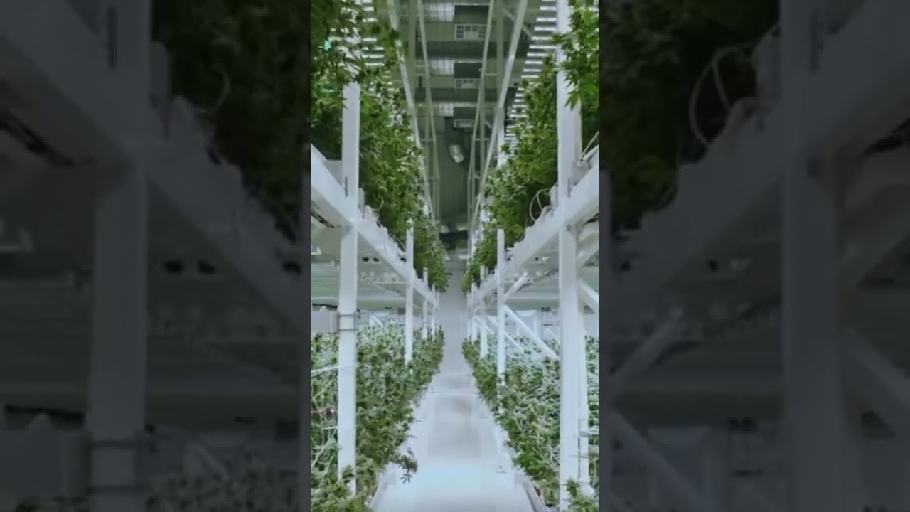 Vertical farming with the Fohse F1V! 💡