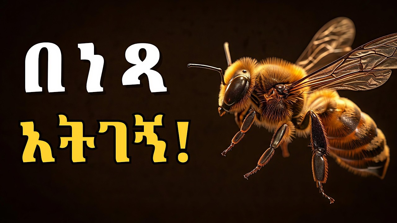 በነጻ አትገኙ ! ዋጋችሁን የሚያስከብሩ 7 የንብ ህጎች | The Bee Mindset #kinglalibela