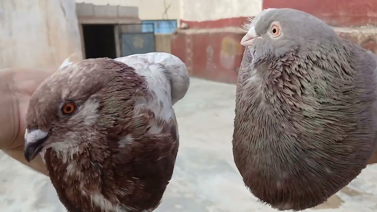توليعة متواضعة مع الخوت (الحمام الفاسي)🥰🥰