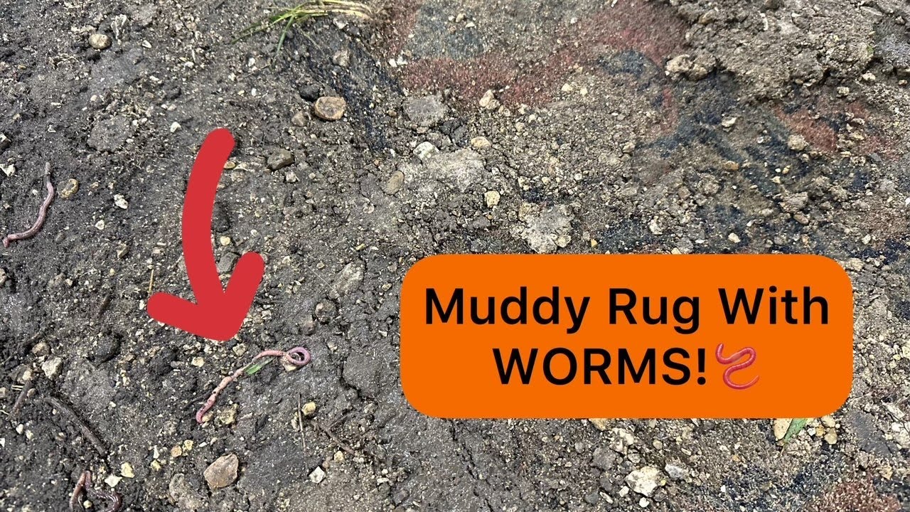 Cleaning the DIRTIEST Rug Ever: Worms, Mud, and Beyond! 🪱 #ASMR #rugcleaning #oddlysatisfying
