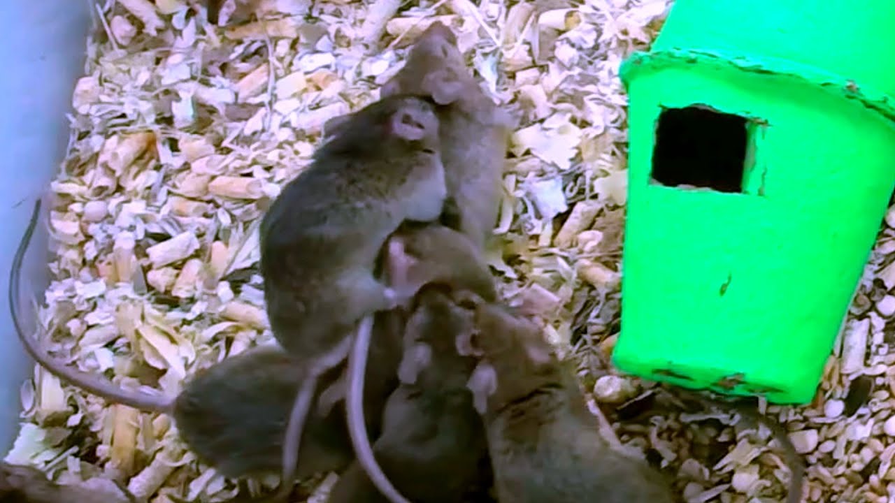 Mice mating