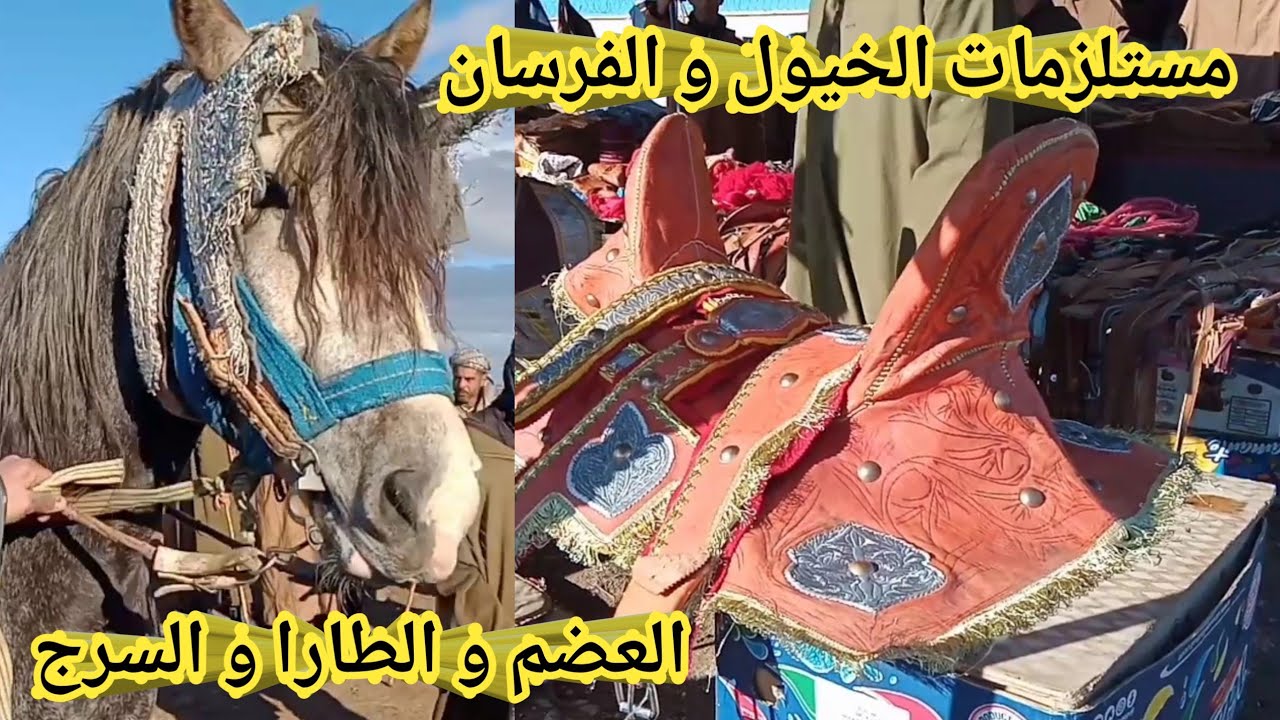 مستلزمات الخيول و الفرسان / السروج و العضم وغيرها /سوق سيدي بلعباس للخيول 2021 ⁦🇩🇿⁩⁦🇩🇿⁩