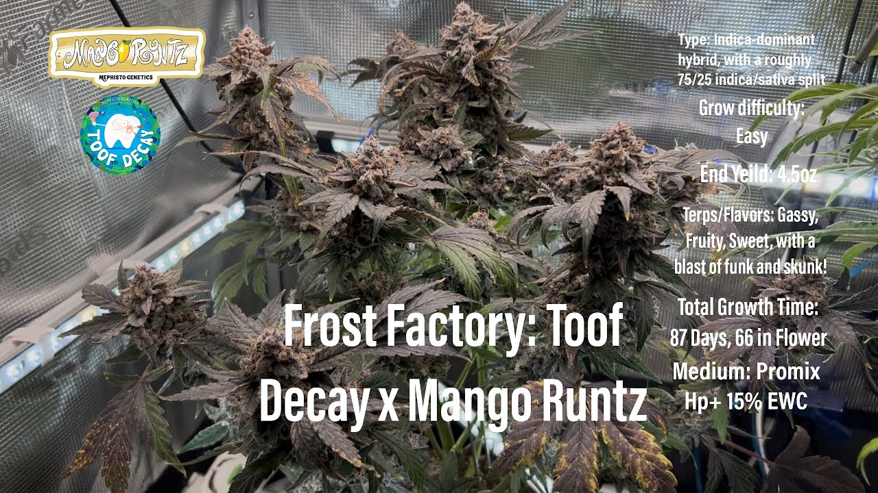 Frost Factory- Mephsito Genetics S2H