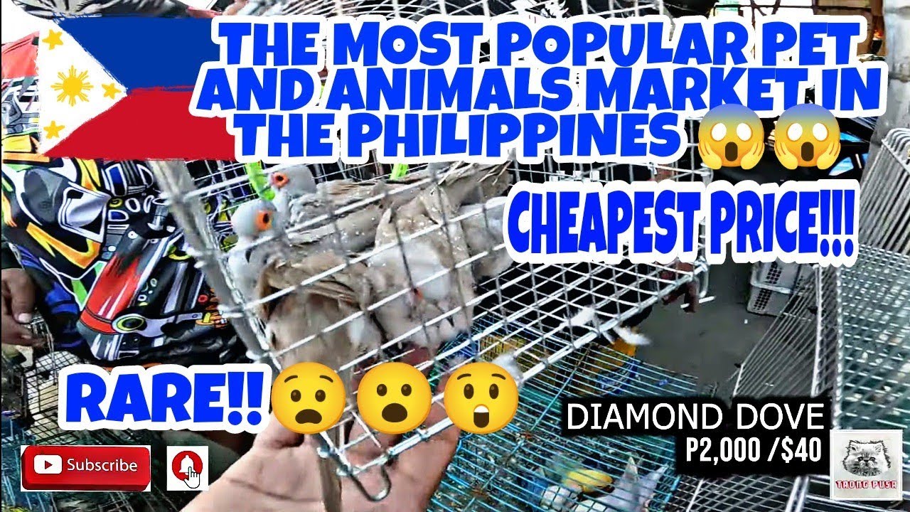 BOCAUE BULACAN PET MARKET PHILIPPINES LATEST UPDATE 01-14-22.vlog#318