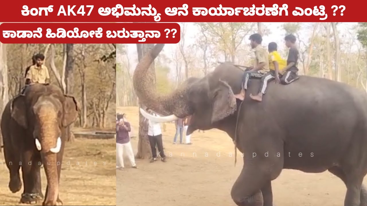 ಕಿಂಗ್ AK47 ಅಭಿಮನ್ಯು ಆನೆ ಕಾರ್ಯಾಚರಣೆಗೆ ಎಂಟ್ರಿ ??ಕಾಡಾನೆ ಹಿಡಿಯೋಕೆ ಎಂಟ್ರಿ ? Abhimanyu elephant king 